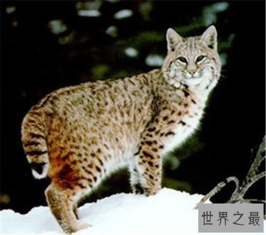 【图】动物界十大厉害野猫 眼神犀利让人感到害怕