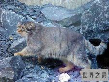 【图】动物界十大凶猛野猫 眼神犀利让人感到害怕