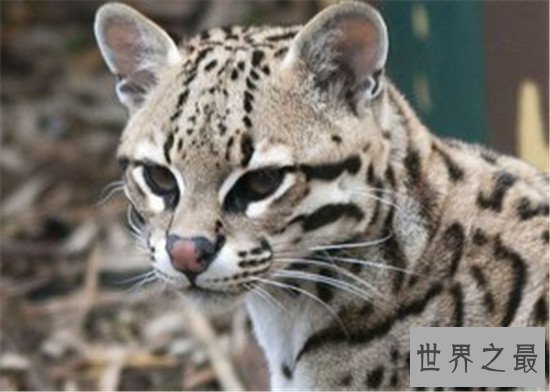 【图】动物界十大厉害野猫 眼神犀利让人感到害怕