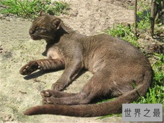 【图】动物界十大厉害野猫 眼神犀利让人感到害怕