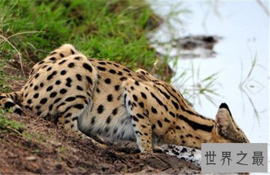 【图】动物界十大厉害野猫 眼神犀利让人感到害怕