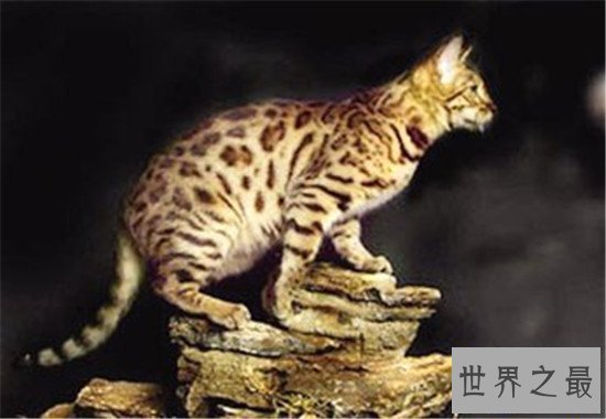 【图】动物界十大厉害野猫 眼神犀利让人感到害怕