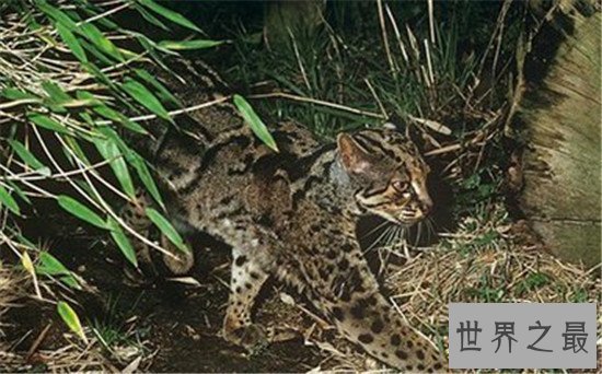 【图】动物界十大厉害野猫 眼神犀利让人感到害怕