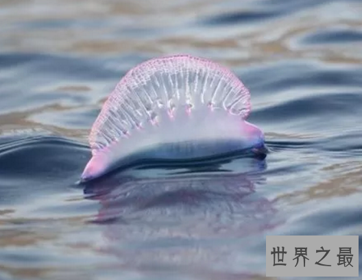 【图】海边看到僧帽水母，肯定要躲的远远的(不小心就