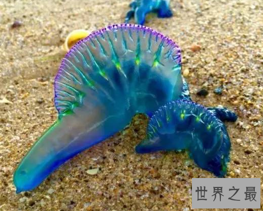【图】海边看到僧帽水母，肯定要躲的远远的(不小心就