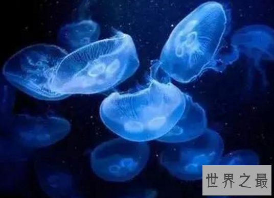 【图】海边看到僧帽水母，肯定要躲的远远的(不小心就