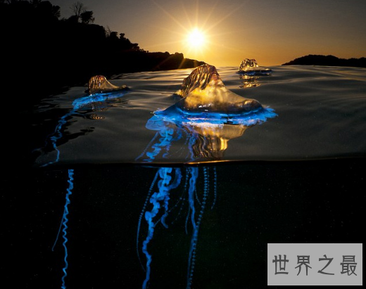 【图】海边看到僧帽水母，肯定要躲的远远的(不小心就