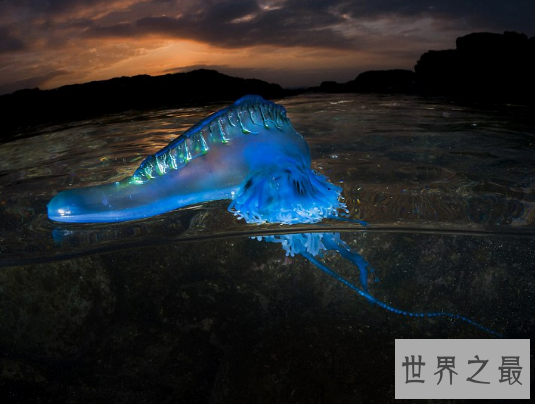【图】海边看到僧帽水母，肯定要躲的远远的(不小心就