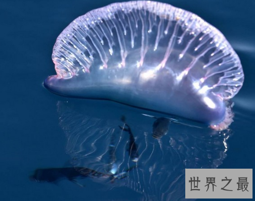【图】海边看到僧帽水母，肯定要躲的远远的(不小心就