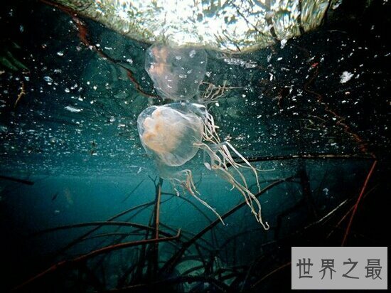 【图】世界十大毒王，只需是有毒的中央眼镜王蛇就来