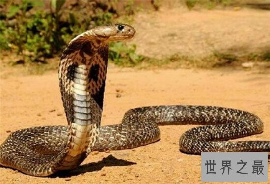 【图】世界十大毒王，只需是有毒的中央眼镜王蛇就来