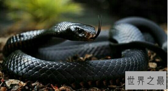 【图】世界十大毒王，只需是有毒的中央眼镜王蛇就来