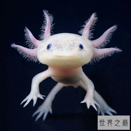 【图】世界十大毒王，只需是有毒的中央眼镜王蛇就来