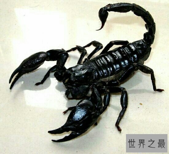 【图】世界十大毒王，只需是有毒的中央眼镜王蛇就来