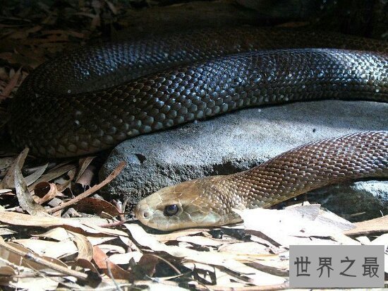 【图】世界十大毒王，只需是有毒的中央眼镜王蛇就来