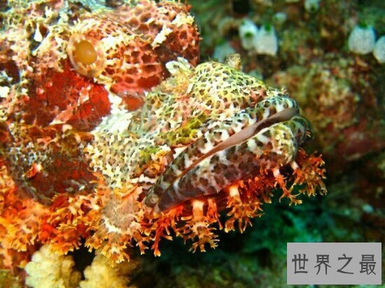 【图】世界十大毒王，只需是有毒的中央眼镜王蛇就来