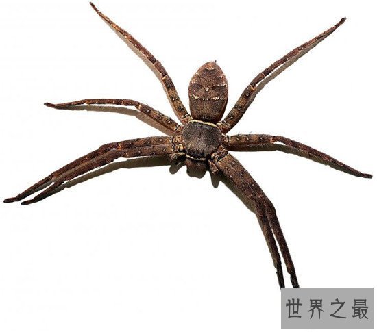 【图】蟑螂的天敌白额高脚蛛 尿液会导致嘴角溃烂纯属