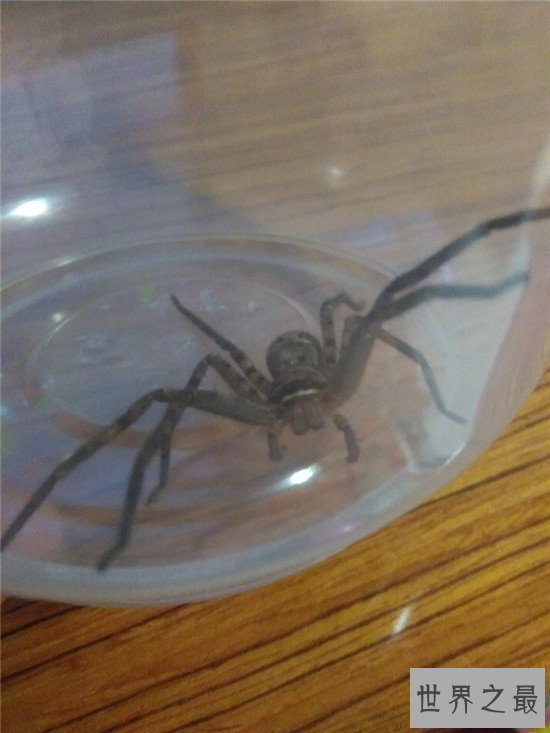 【图】蟑螂的天敌白额高脚蛛 尿液会导致嘴角溃烂纯属