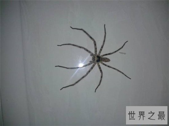 【图】蟑螂的天敌白额高脚蛛 尿液会导致嘴角溃烂纯属