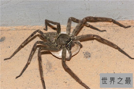 【图】蟑螂的天敌白额高脚蛛 尿液会导致嘴角溃烂纯属