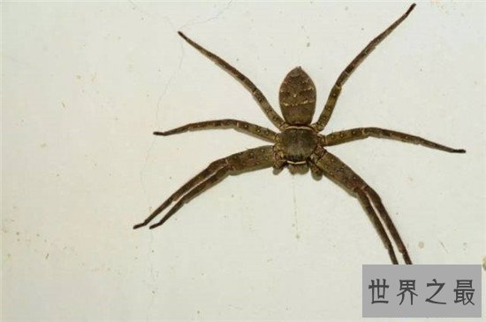 【图】蟑螂的天敌白额高脚蛛 尿液会导致嘴角溃烂纯属