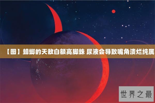 【图】蟑螂的天敌白额高脚蛛 尿液会导致嘴角溃烂纯属