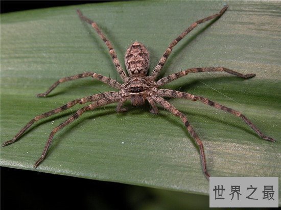 【图】蟑螂的天敌白额高脚蛛 尿液会导致嘴角溃烂纯属