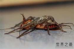 【图】蟑螂的天敌白额高脚蛛 尿液会导致嘴角溃烂纯属