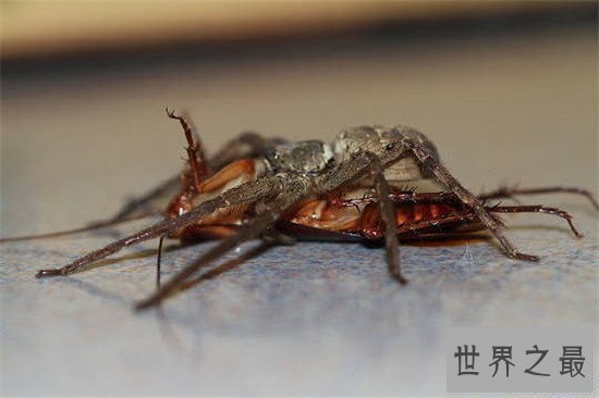 【图】蟑螂的天敌白额高脚蛛 尿液会导致嘴角溃烂纯属