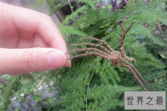 【图】蟑螂的天敌白额高脚蛛 尿液会导致嘴角溃烂纯属