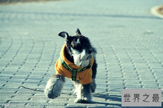 【图】最常见的狗的品种 小短腿柯基英国女王最爱