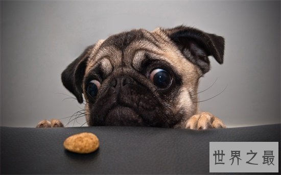 【图】最常见的狗的品种 小短腿柯基英国女王最爱