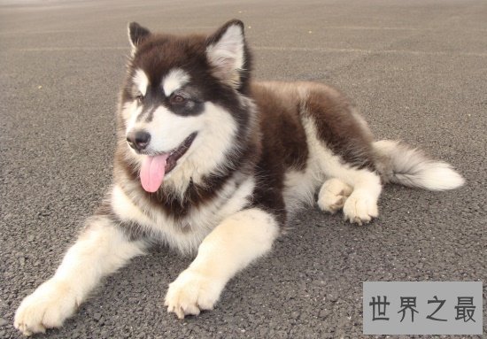 【图】最常见的狗的品种 小短腿柯基英国女王最爱