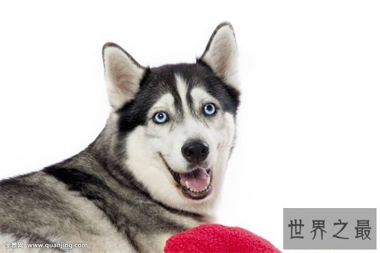 【图】最常见的狗的品种 小短腿柯基英国女王最爱