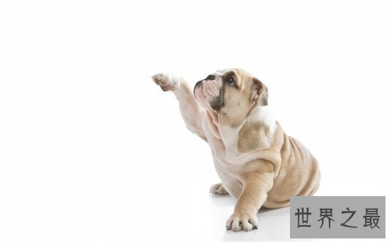 【图】最常见的狗的品种 小短腿柯基英国女王最爱