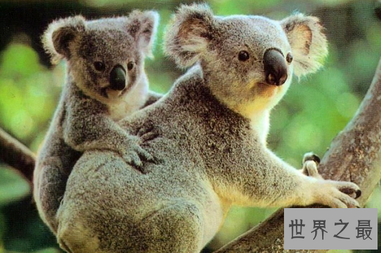 【图】世界上最可恶的动物 每一种都融化你的心!