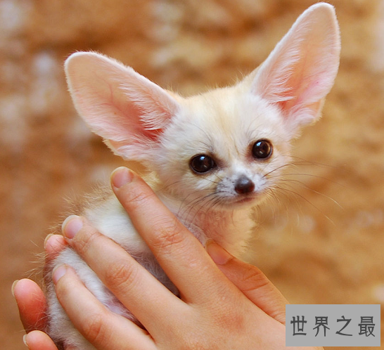 【图】世界上最可恶的动物 每一种都融化你的心!