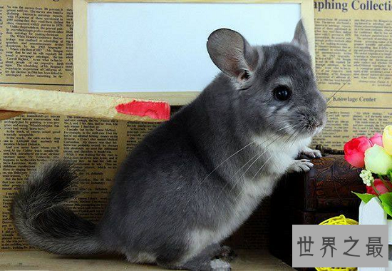 【图】世界上最可恶的动物 每一种都融化你的心!