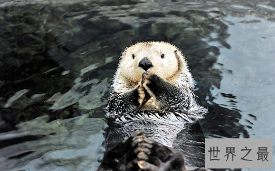 【图】世界上最可恶的动物 每一种都融化你的心!