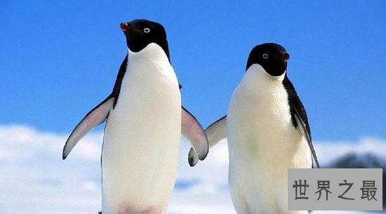 【图】世界上最可恶的动物 每一种都融化你的心!