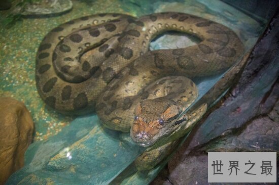 【图】绿森蚺交配后同类也不放过 竟然吃掉本人的丈夫