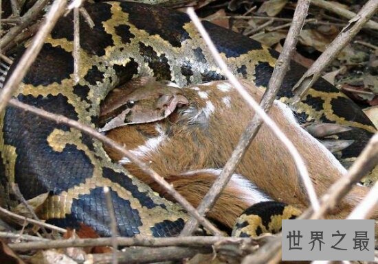 【图】绿森蚺交配后同类也不放过 竟然吃掉本人的丈夫