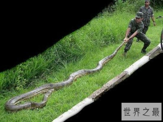 【图】绿森蚺交配后同类也不放过 竟然吃掉本人的丈夫