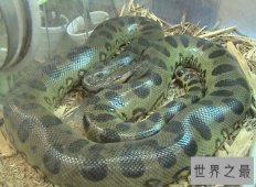 【图】绿森蚺交配后同类也不放过 竟然吃掉自己的丈夫