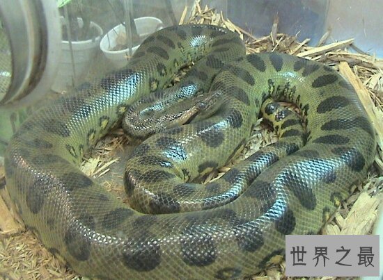 【图】绿森蚺交配后同类也不放过 竟然吃掉本人的丈夫