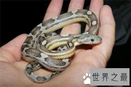 【图】蛰伏的动物有哪些 北极松鼠蛰伏工夫长达九个月