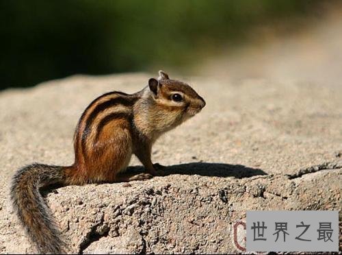 【图】蛰伏的动物有哪些 北极松鼠蛰伏工夫长达九个月