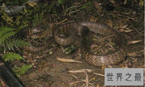 【图】蛰伏的动物有哪些 北极松鼠蛰伏工夫长达九个月