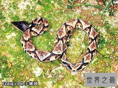 【图】蛰伏的动物有哪些 北极松鼠蛰伏工夫长达九个月