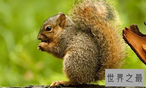 【图】蛰伏的动物有哪些 北极松鼠蛰伏工夫长达九个月